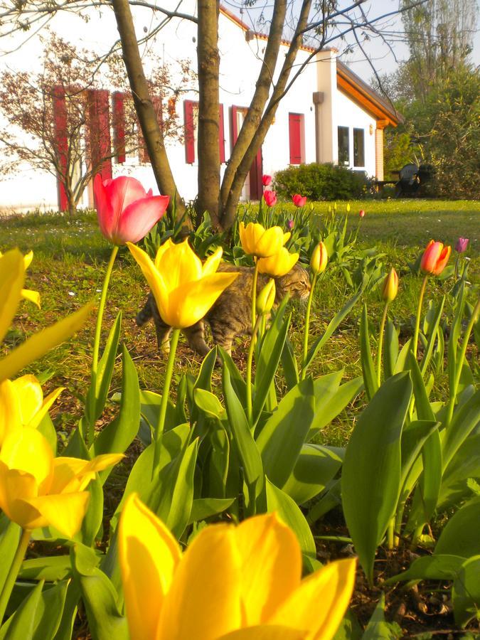 Agriturismo Il Magicorto Cassola Eksteriør bilde